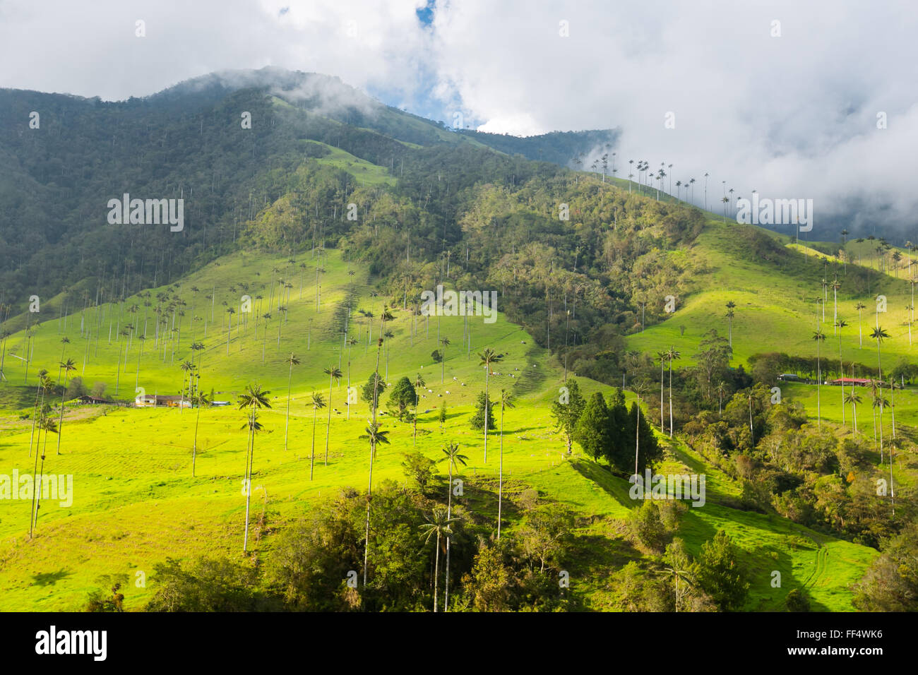 green jungle in mountains, palm trees in cocora valley, colombia, latin america Stock Photo