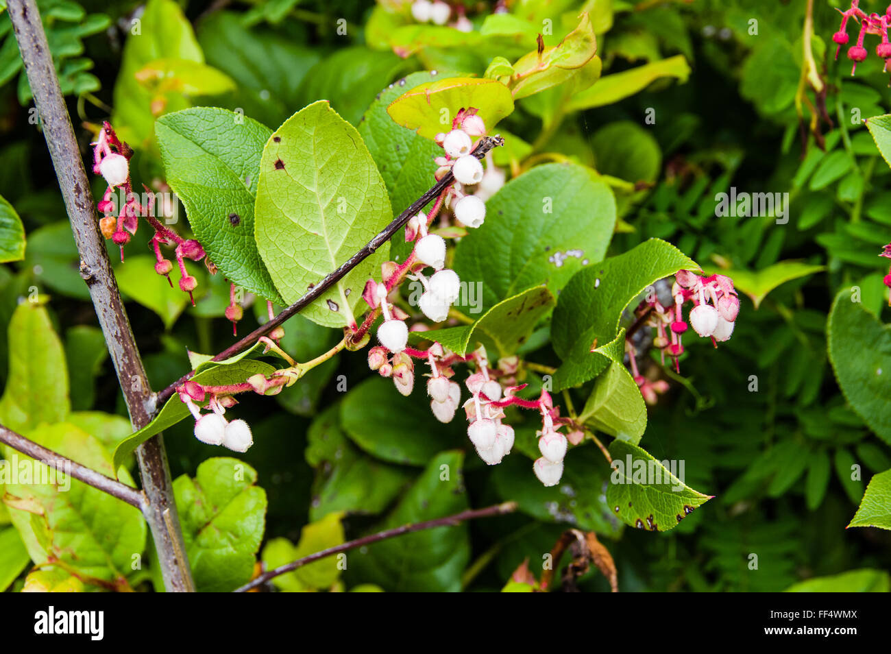 Gaultheria shallon or Salal is a native plant of the Pacific Northwest Stock Photo
