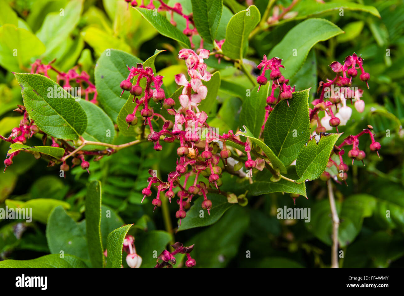 Gaultheria shallon or Salal is a native plant of the Pacific Northwest Stock Photo