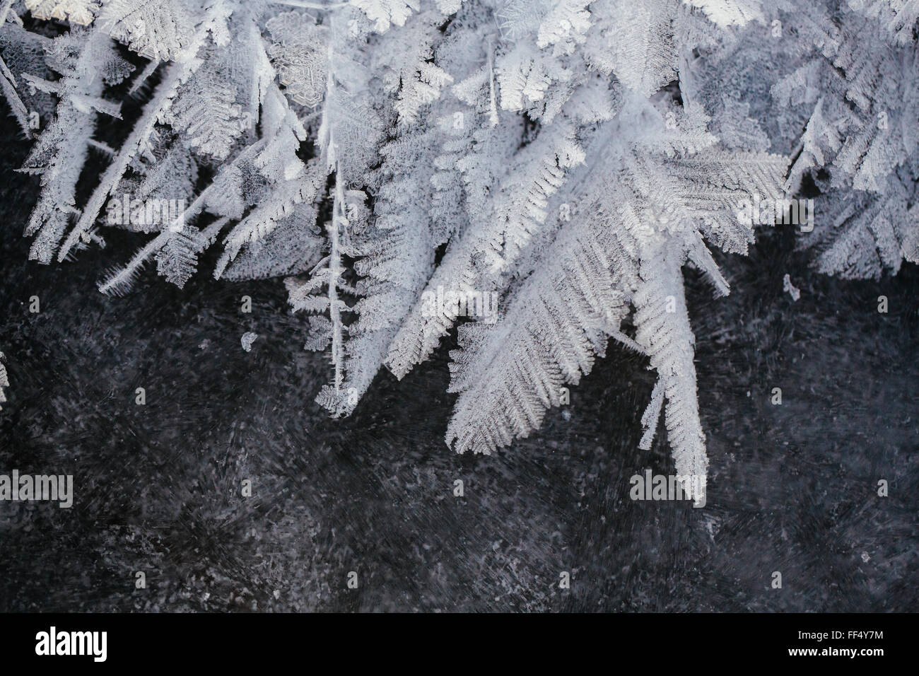 Hoar frost forms feather-like crystals on the ice surface of Patricia Lake in Jasper National Park early in the sub-zero Canadian winter climate. Stock Photo