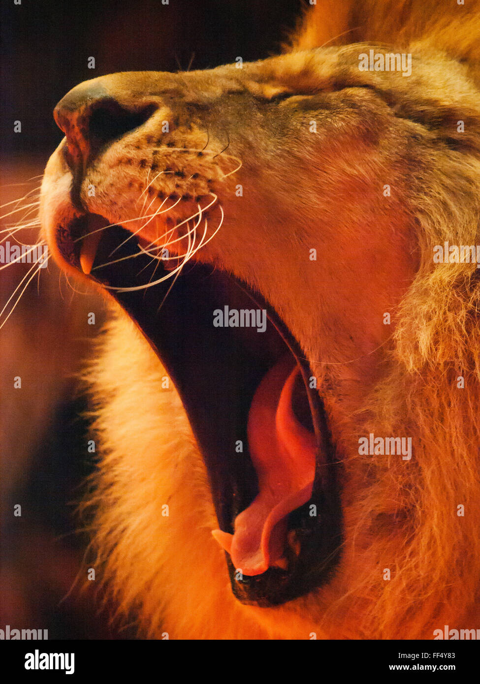 Lion roaring side view hi-res stock photography and images - Alamy