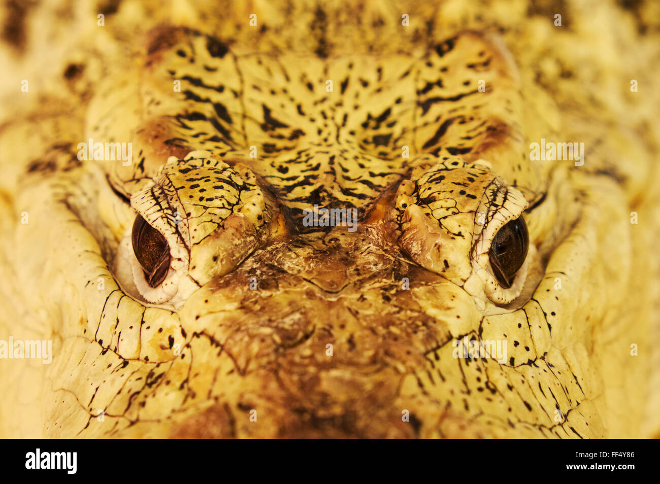 Close-up view of crocodile snout with eyes Stock Photo