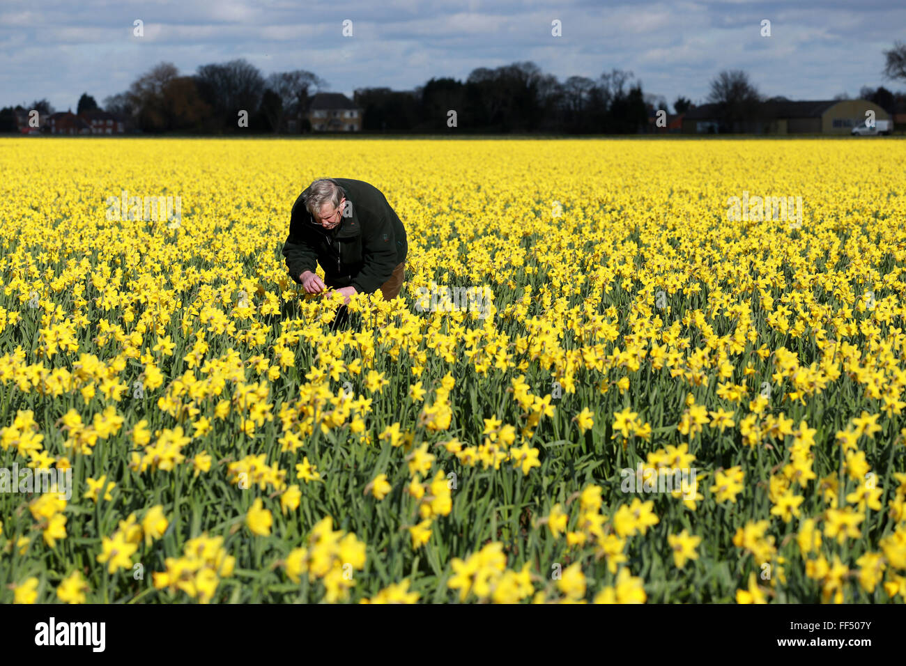 Spalding lincolnshire walkers hires stock photography and images Alamy