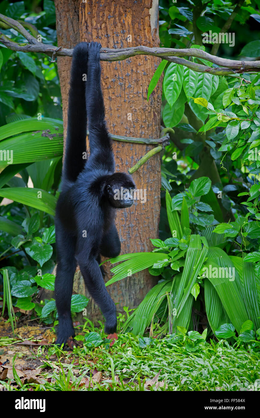 Wild Spider Monkey Stock Photo - Alamy