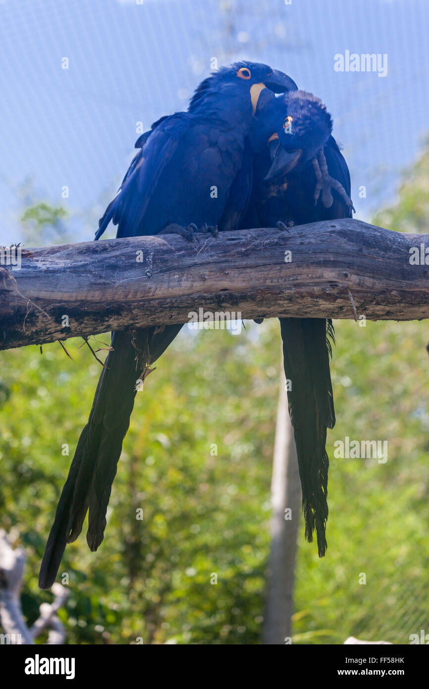 Pair of Hyacinth Macaws Stock Photo