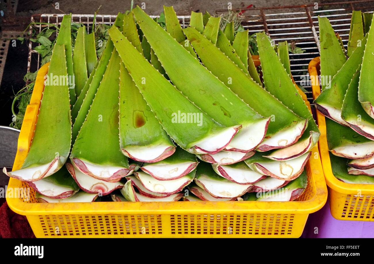 A herbal store sells Aloe Vera leaves for medicinal purposes Stock
