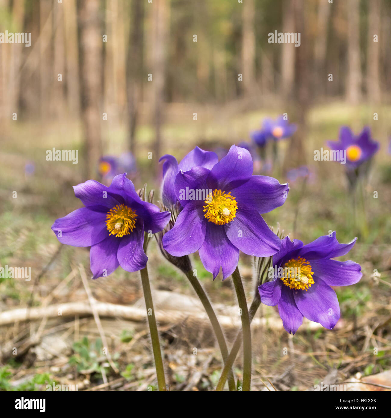 Sleep grass In The Wild The Plant Is In The Red Book Stock Photo Alamy