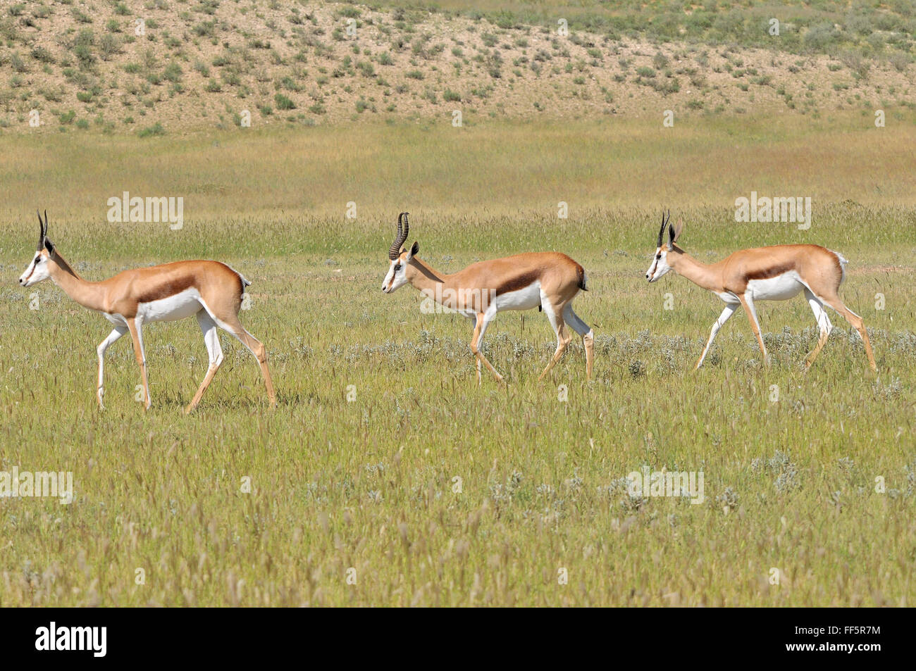 Three Springboks walking in a grass field in the Kgalagadi ...