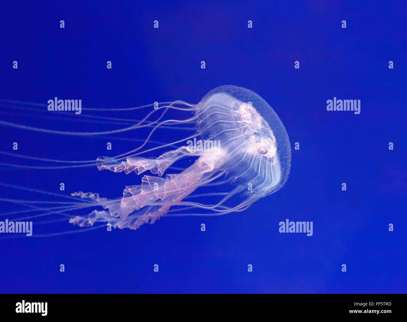 Jellyfish in their natural habitat. (Pelagia noctiluca) Stock Photo