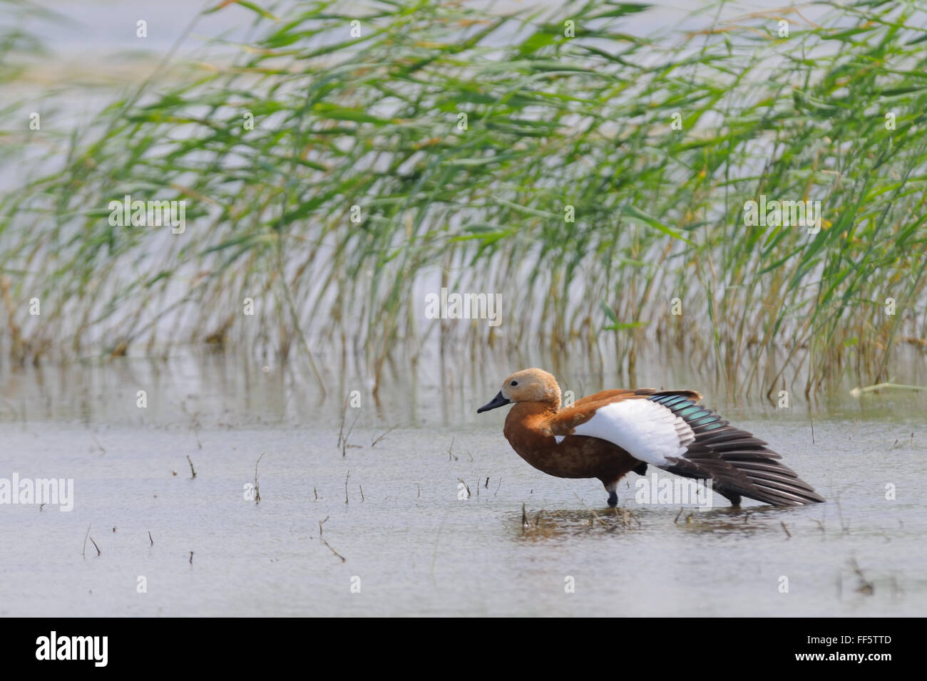 Ruddy shelduck (Tadorna ferruginea) near Manych lake reed. Kalmykia, Russia Stock Photo
