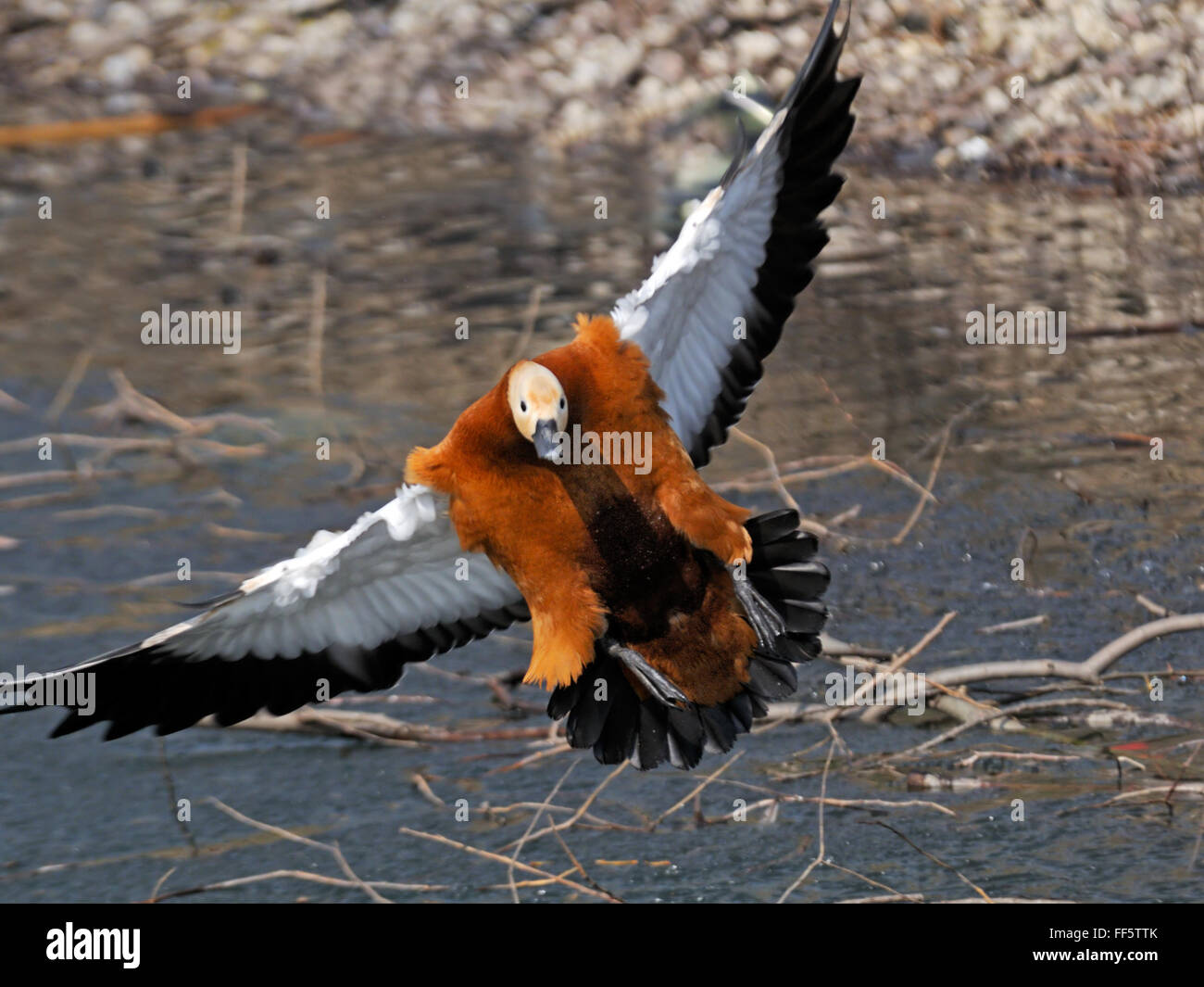 Front view of flying Ruddy shelduck (Tadorna ferruginea) over the pond. Moscow region, Russia Stock Photo