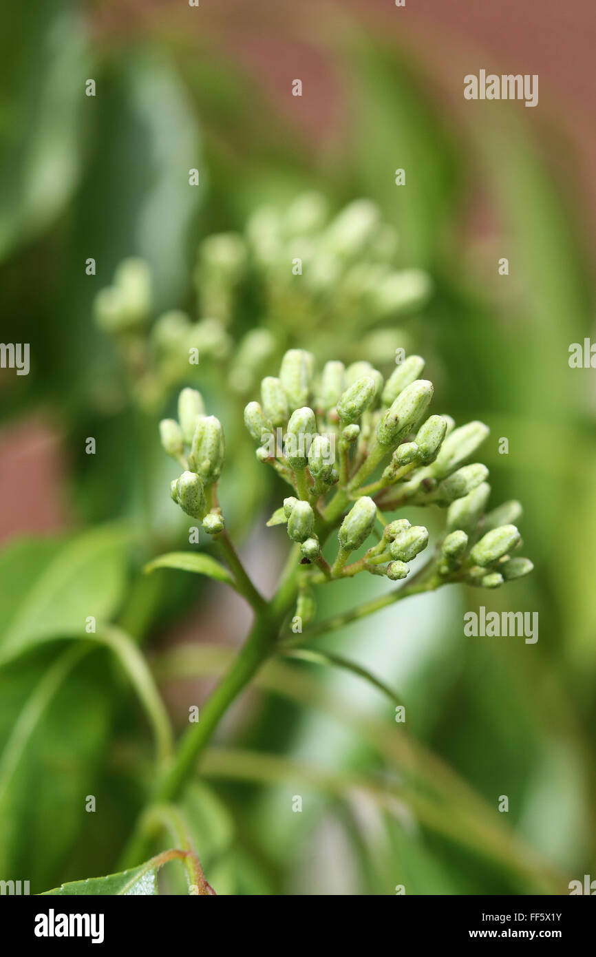 Murraya Koenigii or known as Curry plant flower buds Stock Photo Alamy
