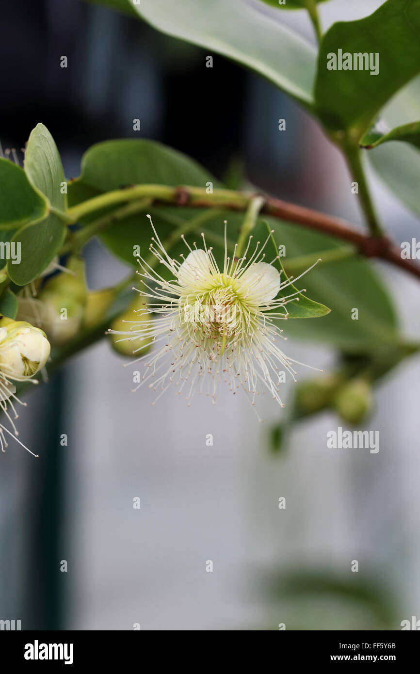 Syzygium samarangense or known as Wax Jambu flower Stock Photo
