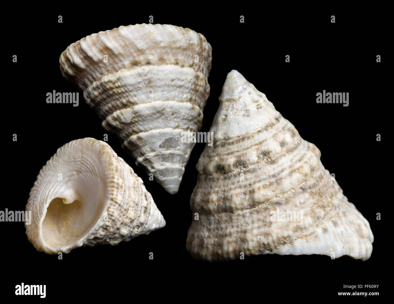 Trochus maculatus seashell front and side view against a black background Stock Photo