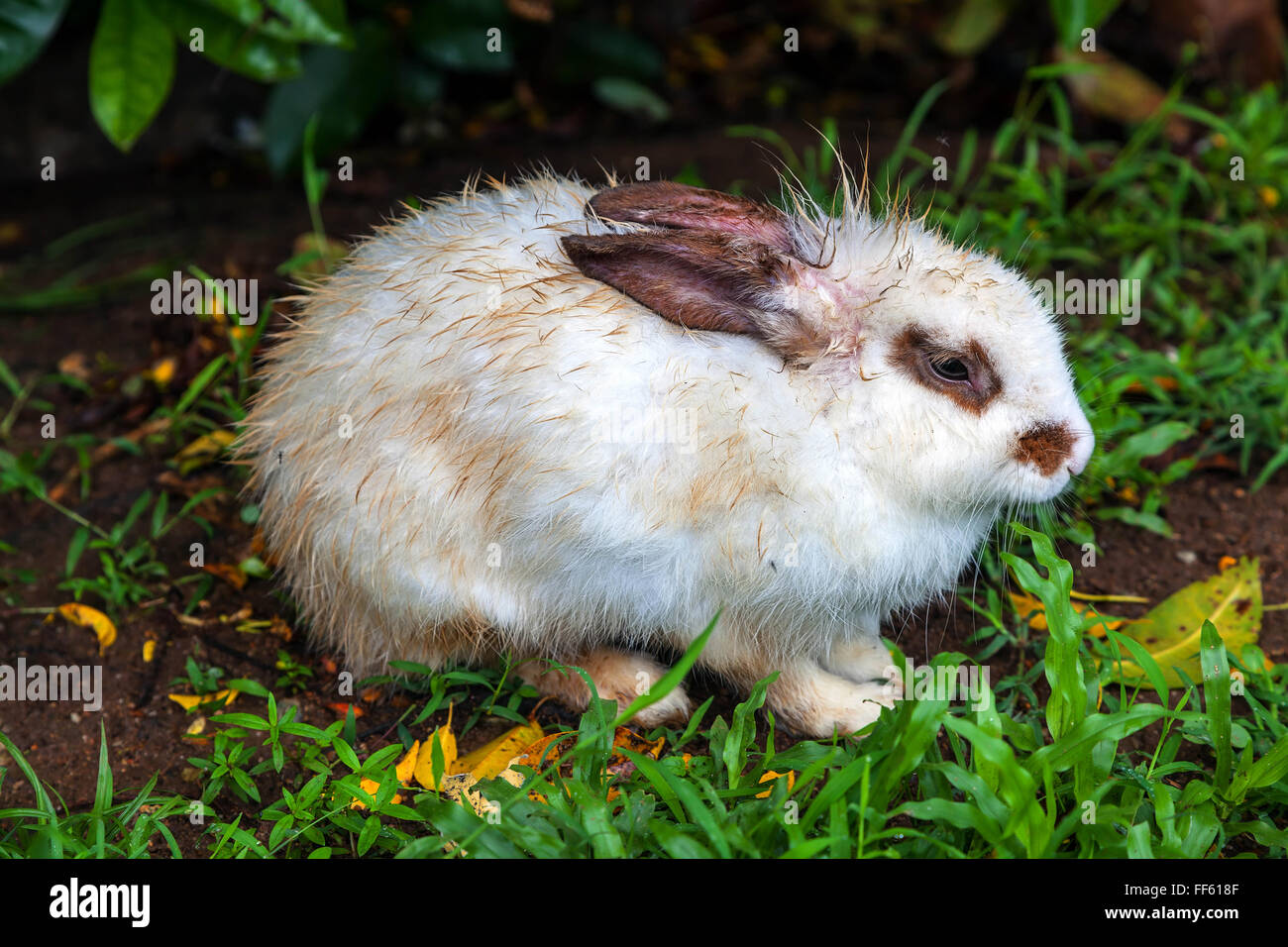 Wet rabbit hires stock photography and images Alamy
