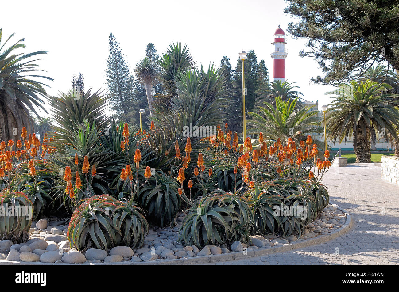 Flowering aloes with the lighthouse in the background. Swakopmund, Namibia Stock Photo