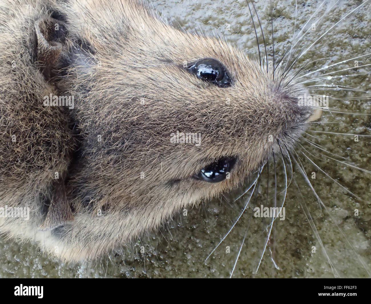 Macro dorsal view of head of dead house mouse (Mus musculus) killed by mouse trap, on limestone paving slab Stock Photo