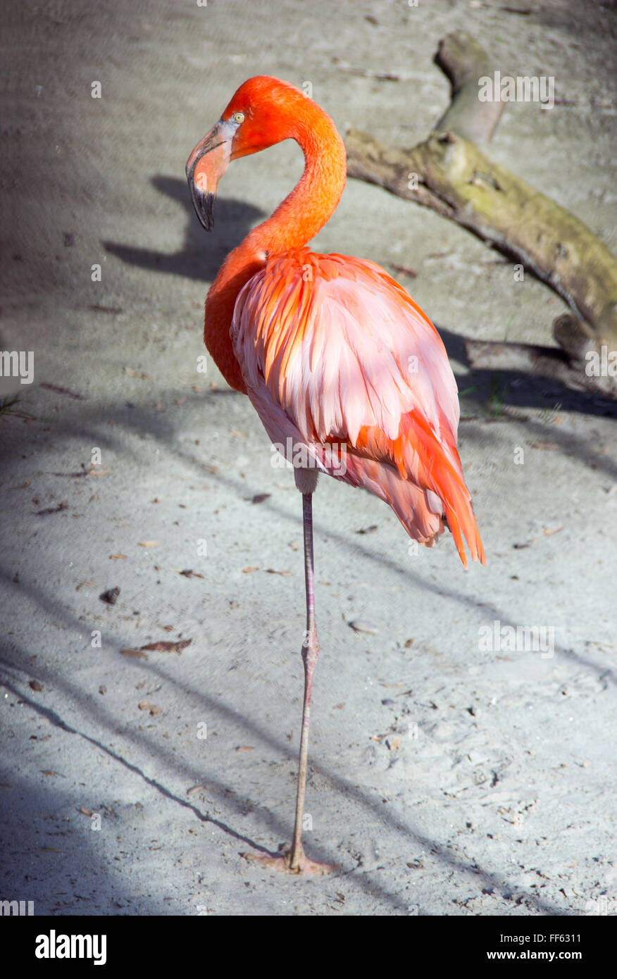 Belgrade ZOO - An American flamingo (Phoenicopterus ruber) Stock Photo