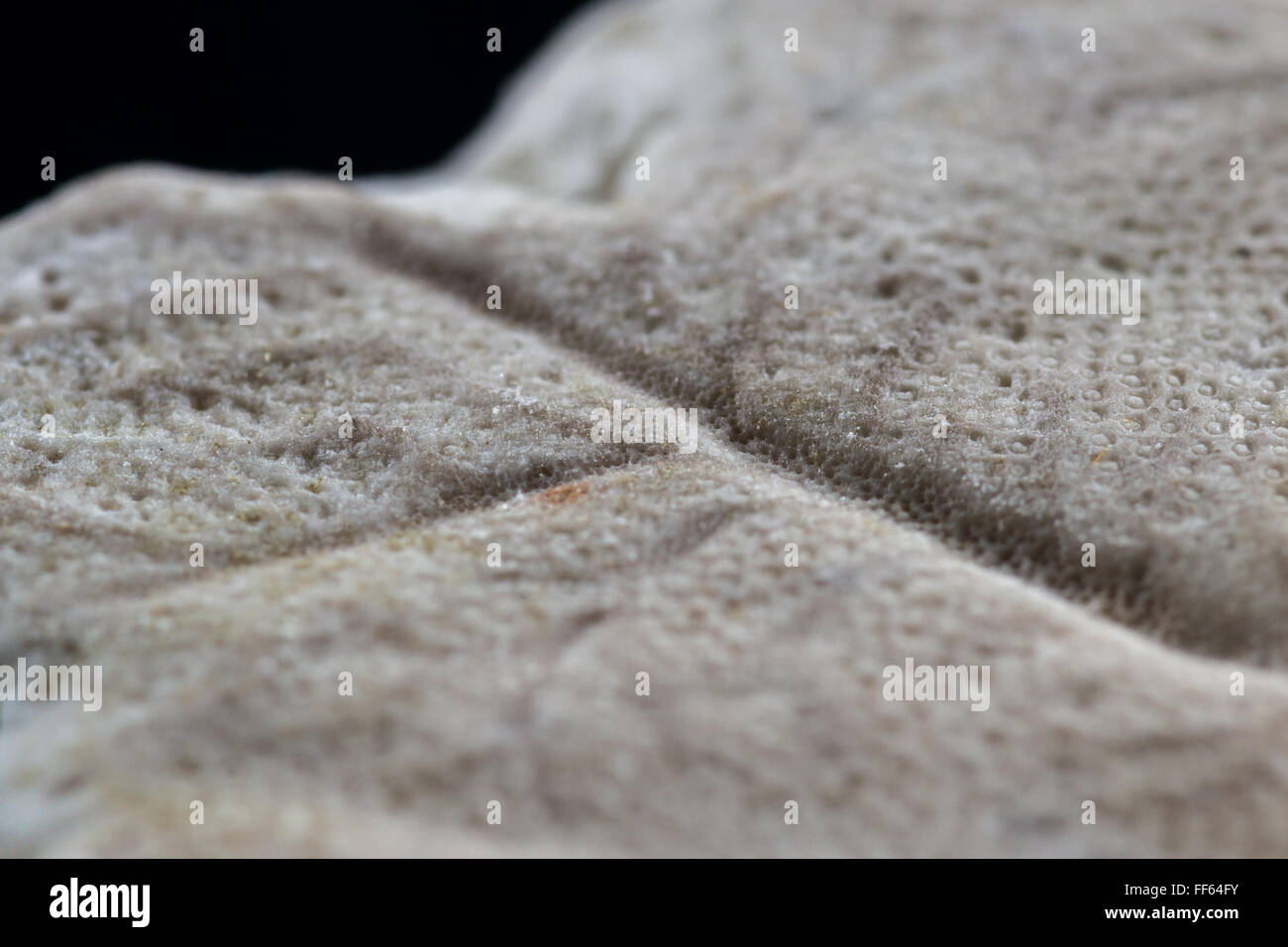 old sand dollar or starfish close up with interesting texture and pattern Stock Photo