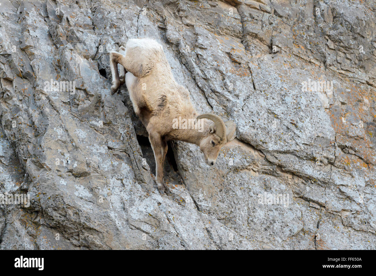 Bighorn Sheep (Ovis canadensis) male, ram, jumping from cliff, National Elk refuge, Jackson, Wyoming, USA. Stock Photo