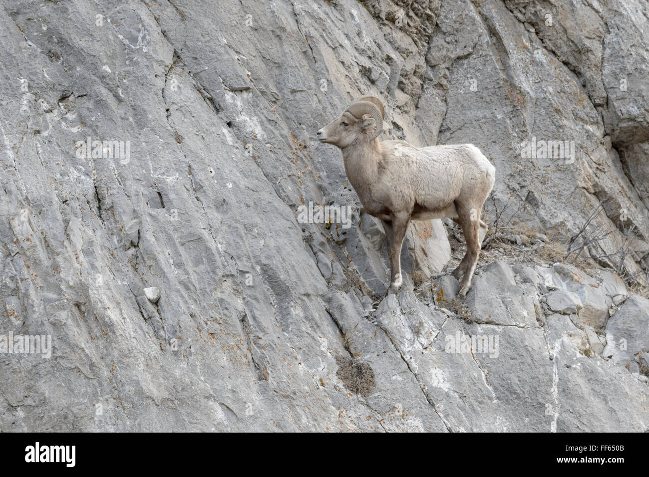 Bighorn Sheep (Ovis canadensis) male, ram, standing on cliff, National Elk refuge, Jackson, Wyoming, USA. Stock Photo