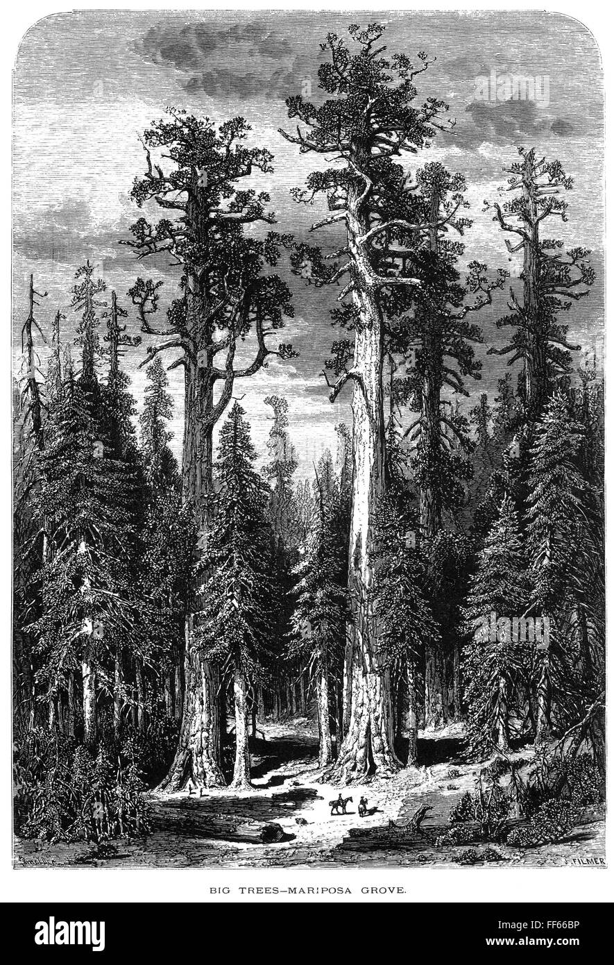 CALIFORNIA BIG TREES./nThe Mariposa Grove of Big Trees (giant sequoias