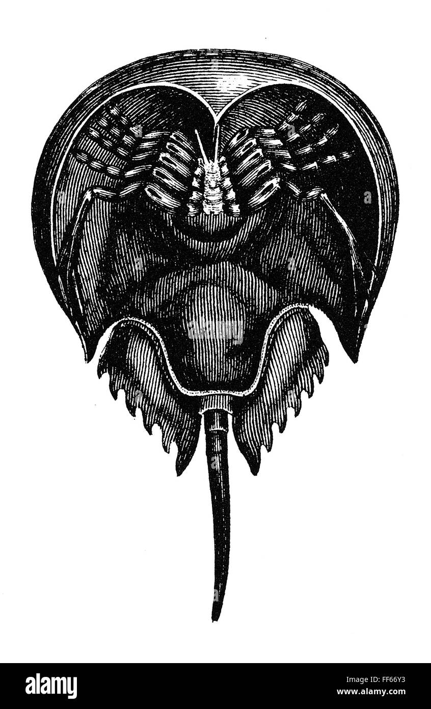 HORSESHOE CRAB. /nThe underside of a king, or horseshoe, crab