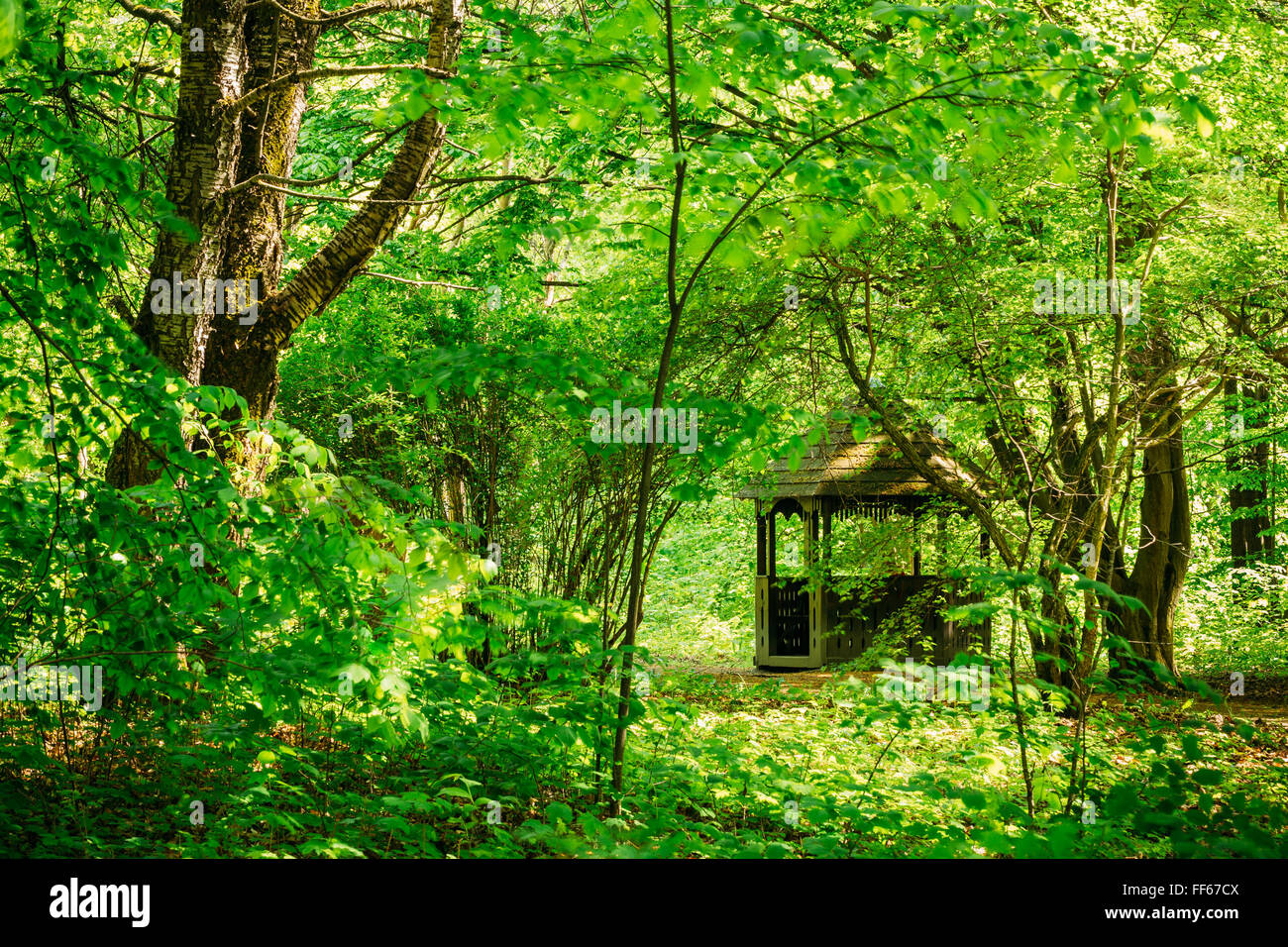 Old wooden gazebo in green spring summer garden park forest. Garden pergola with forest in background. Stock Photo