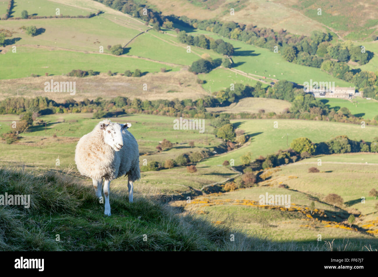 Hillside with a sheep high above the surrounding countryside, Lose Hill, Derbyshire, Peak District, England, UK Stock Photo