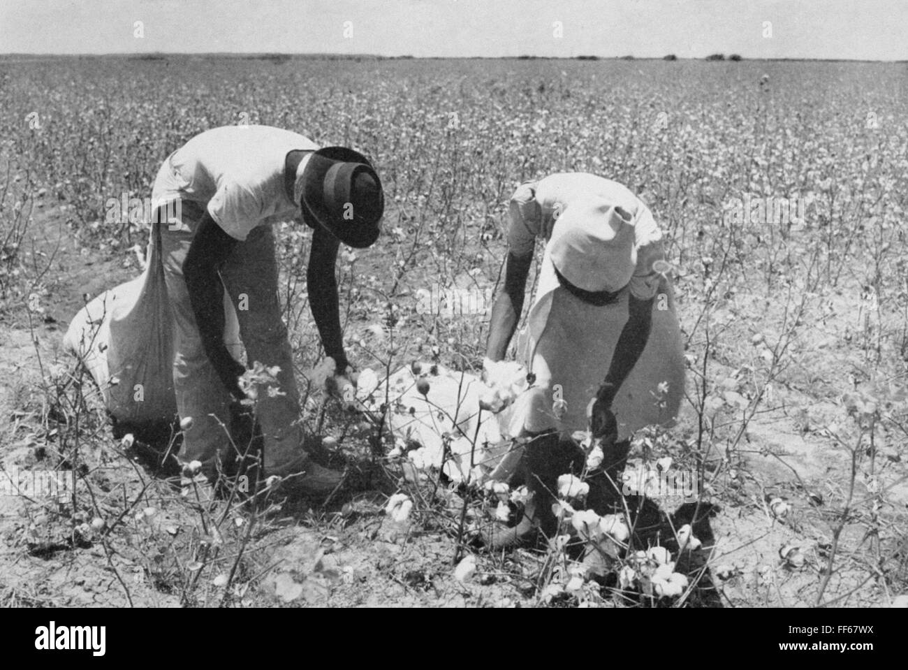 COTTON PICKERS, 1942. /nMexican cotton pickers at work in a field near