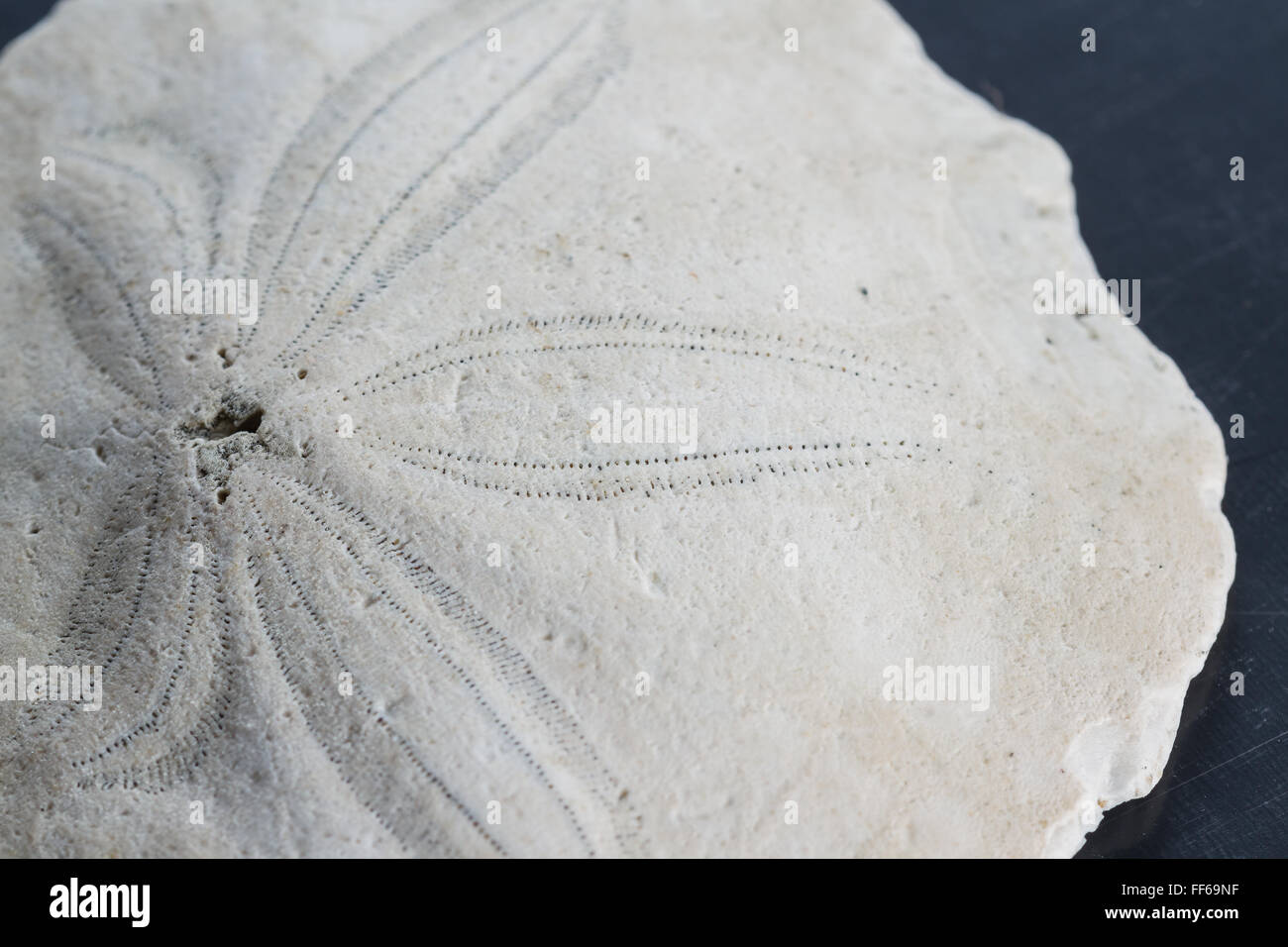 old sand dollar or starfish close up with interesting texture and pattern Stock Photo