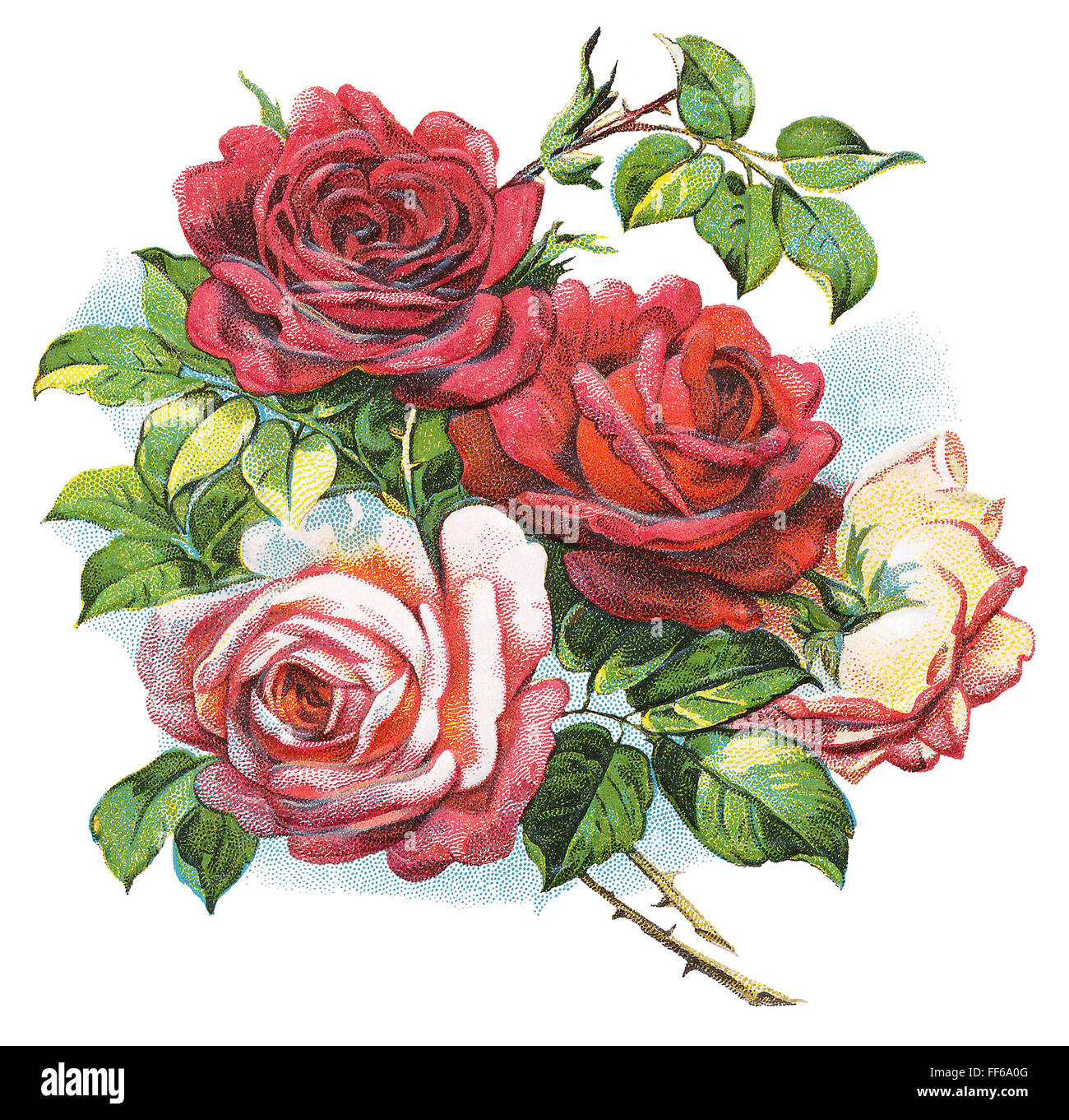 Colourful illustration of a bouquet of red and pink roses Stock Photo ...