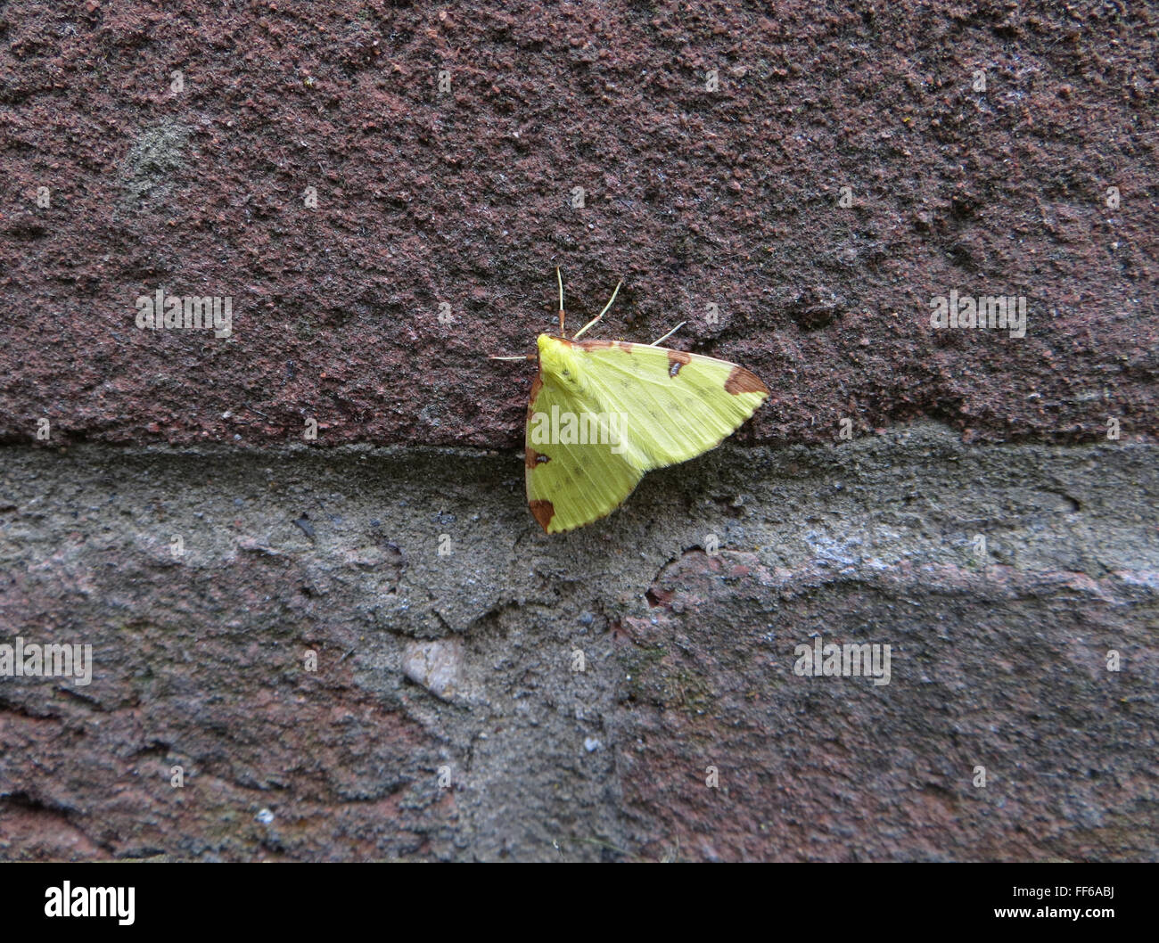 Brimstone moth (Opisthograptis luteolata) on a brick house wall Stock Photo