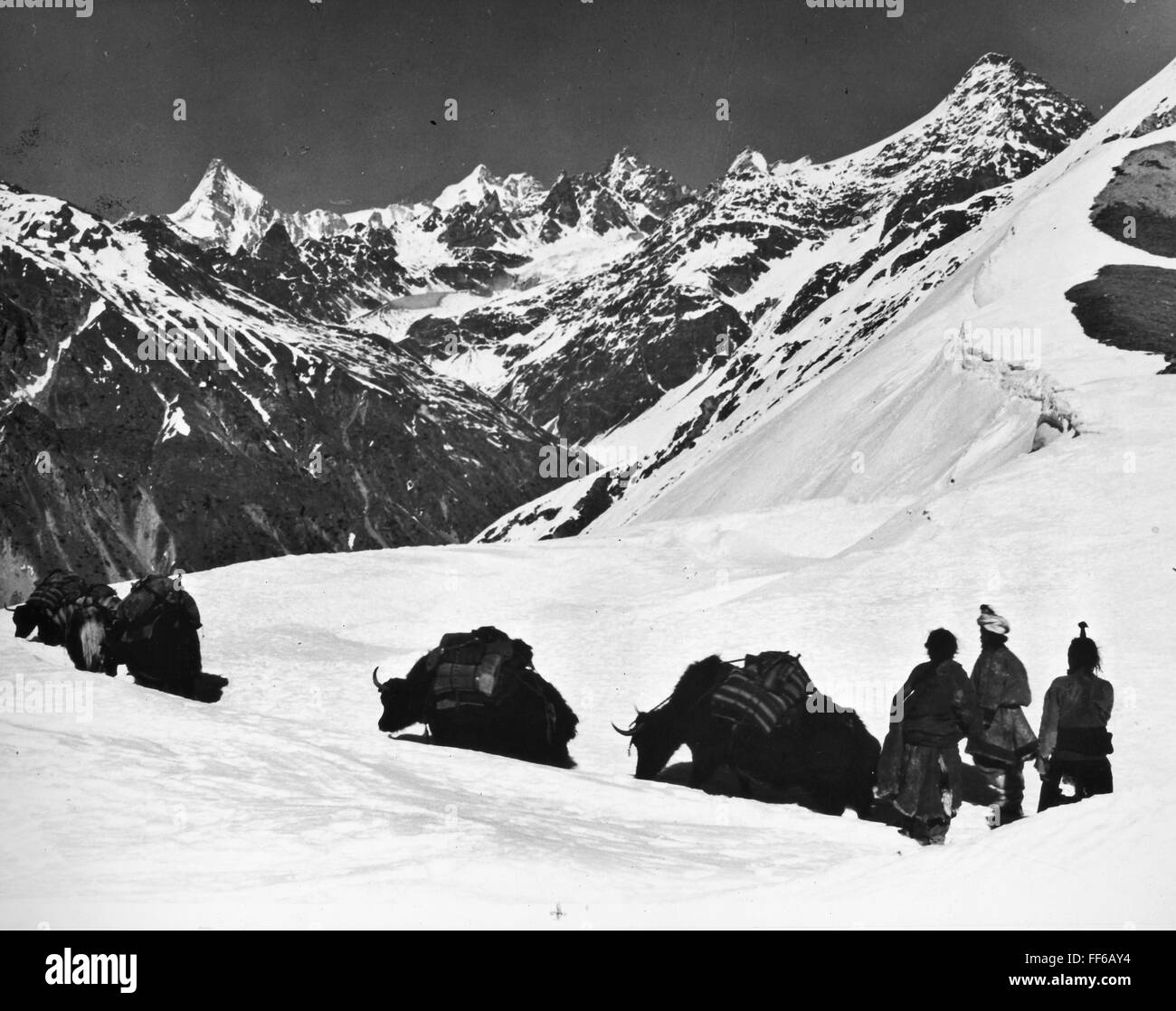 HIMALAYAN SURVEY, 1958. /nYaks, by porters, carrying sacks