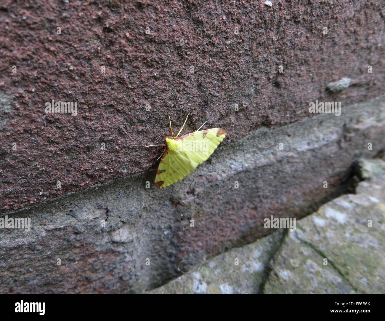 Brimstone moth (Opisthograptis luteolata) at base of brick house wall above limestone paving slab Stock Photo