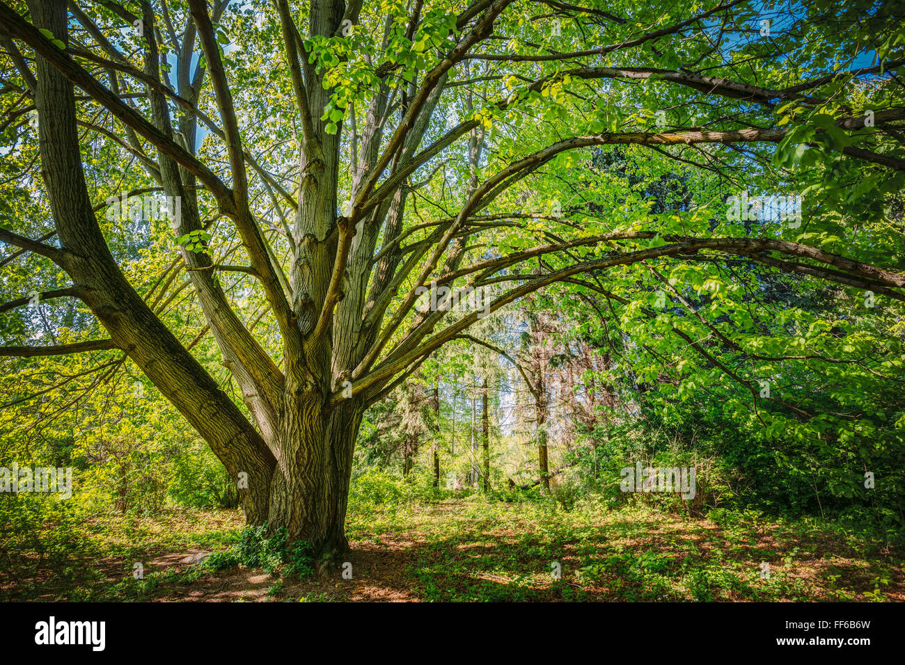 Sunny Forest Tree. Summer Nature, Wood in Sunlight Stock Photo