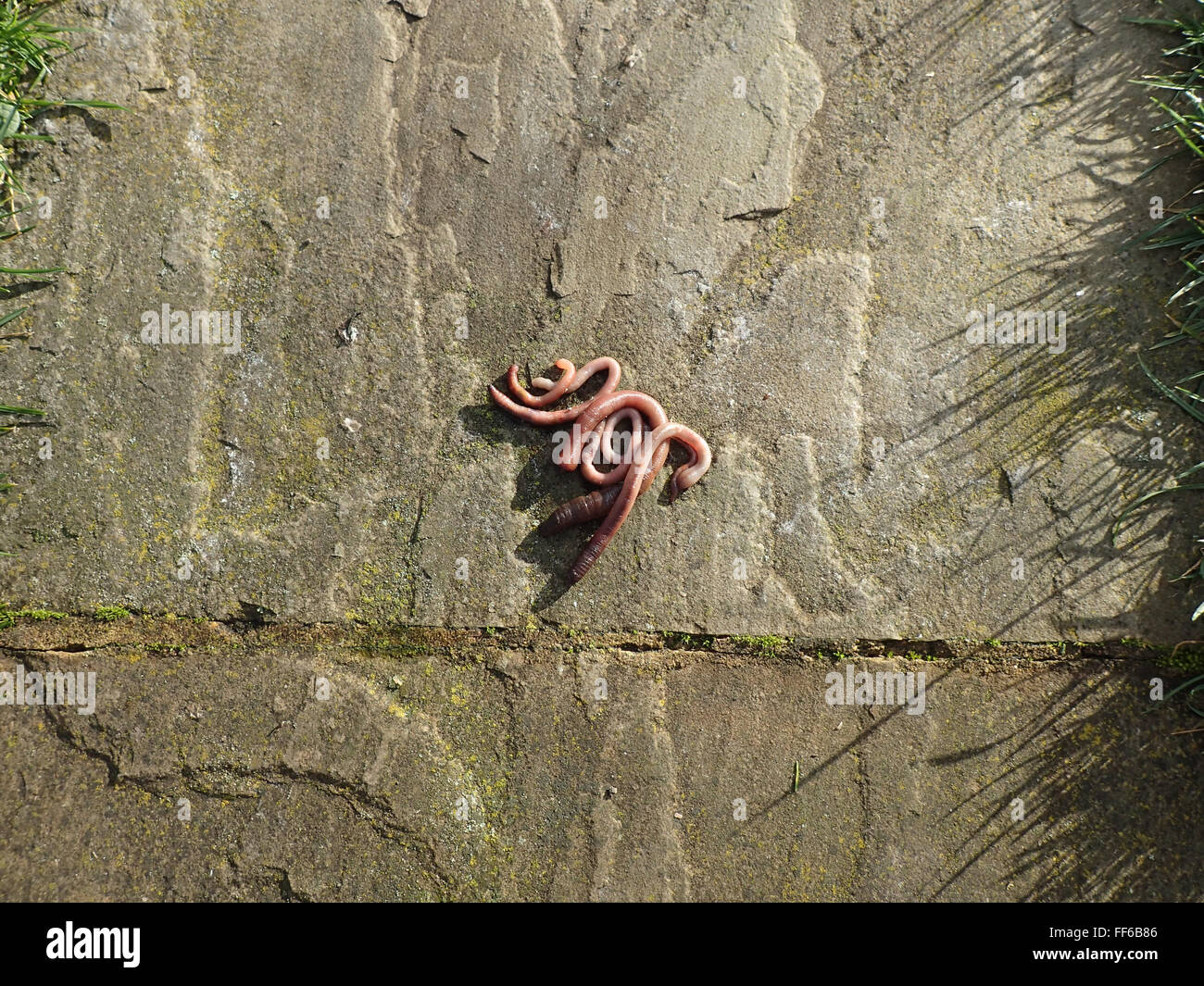 Dead earthworms (Lumbricidae sp.) on a limestone paving slab following