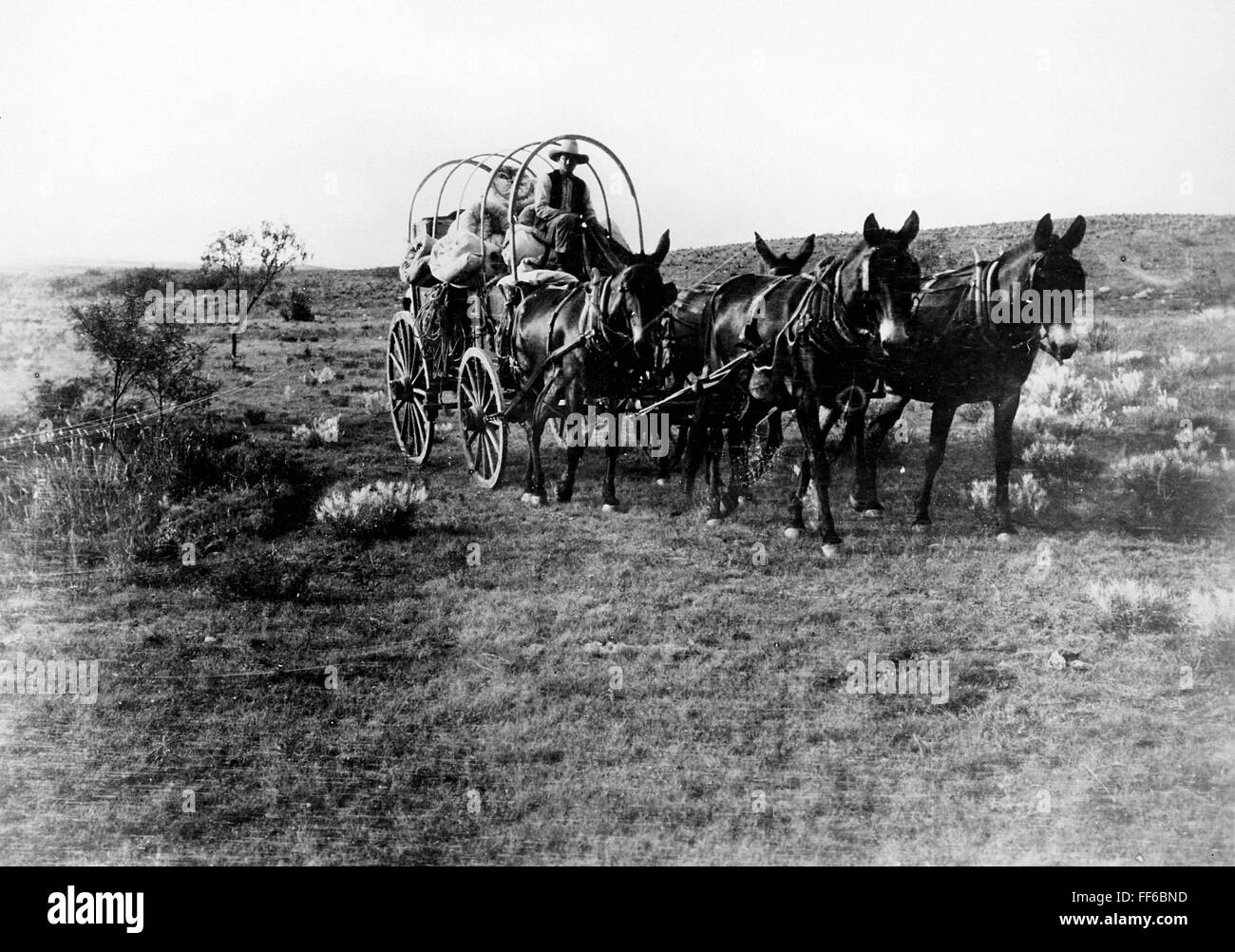 CHUCK WAGON, 20th CENTURY. /nChuck wagon on the move. Photographed by