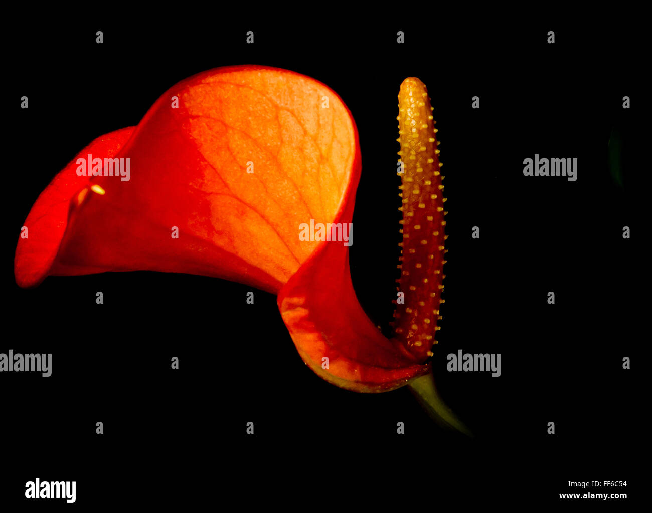 Flamingo flower (Anthurium andraeanum) Single bloom close up on black