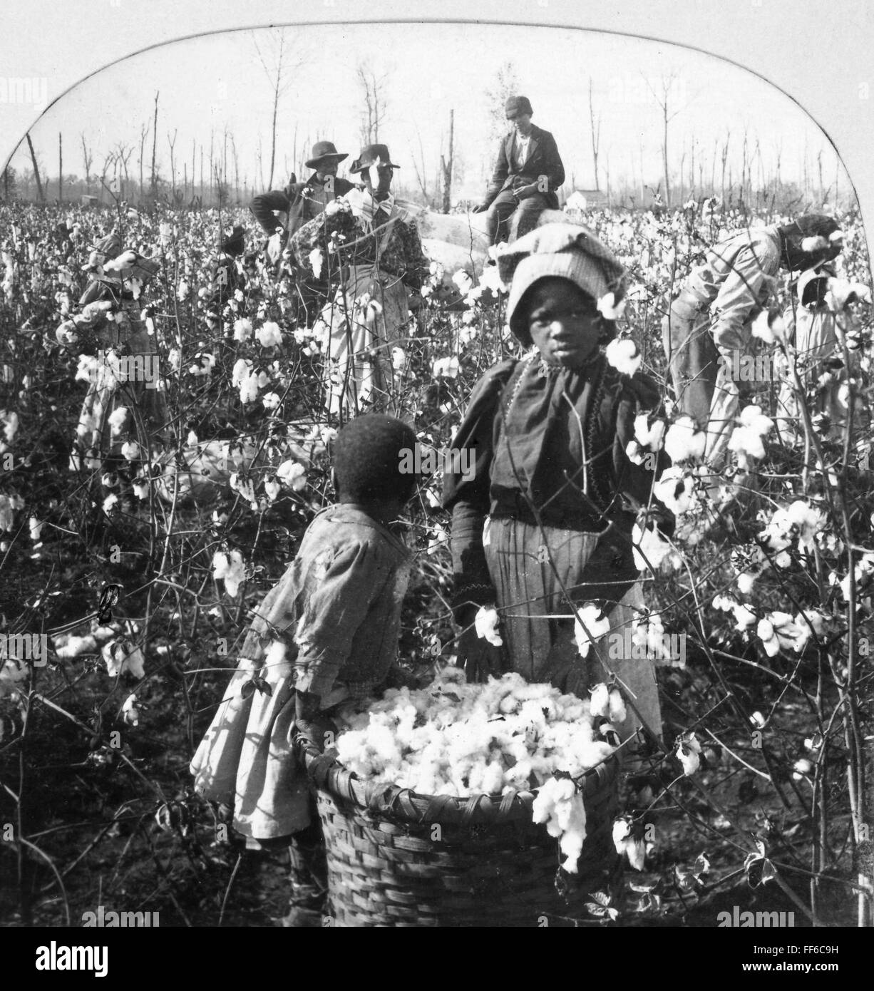 COTTON PLANTATION. /nPicking cotton on a Mississippi plantation, late ...