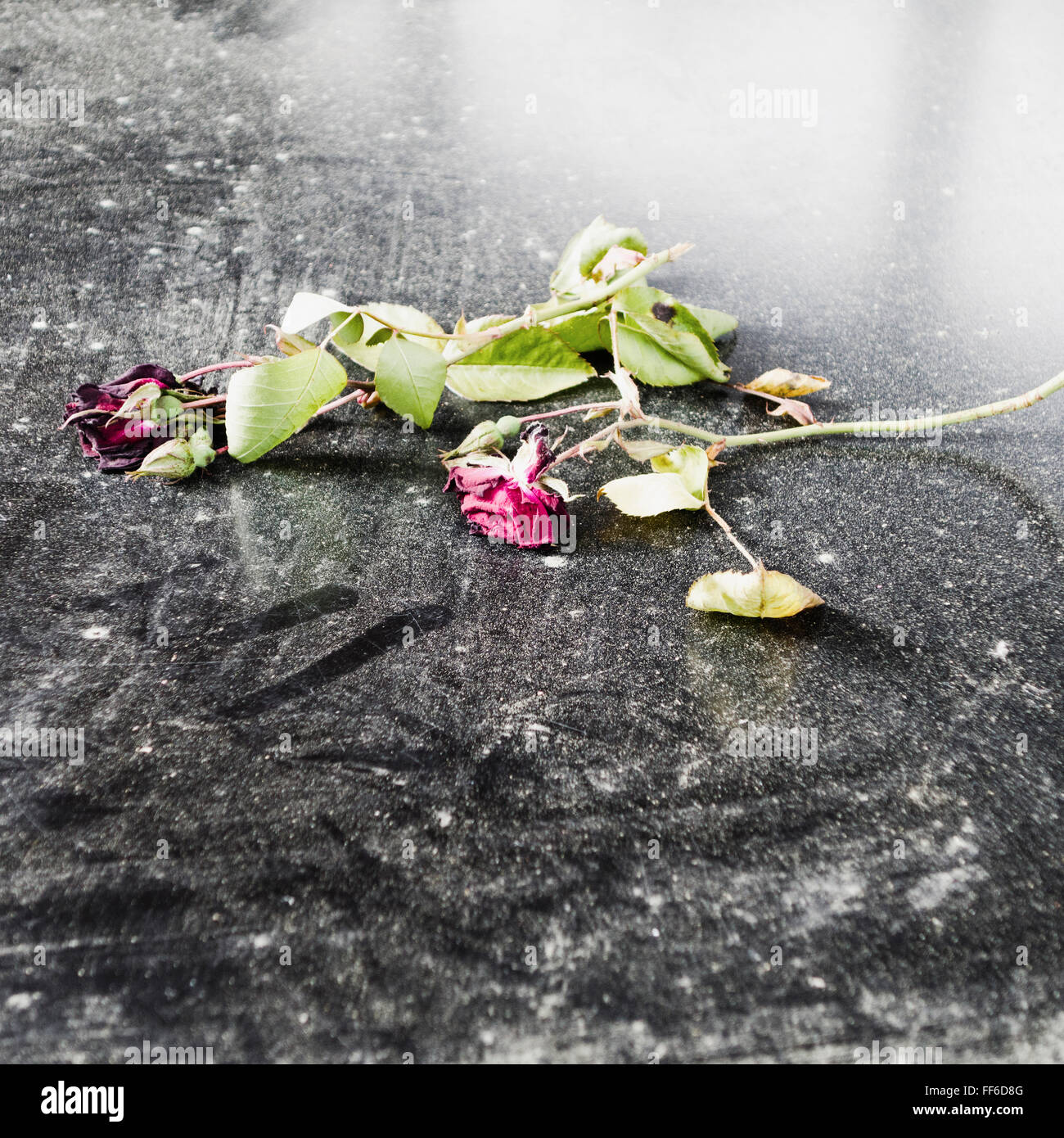 Two dead roses lying on a black car hood. A tribute. Stock Photo