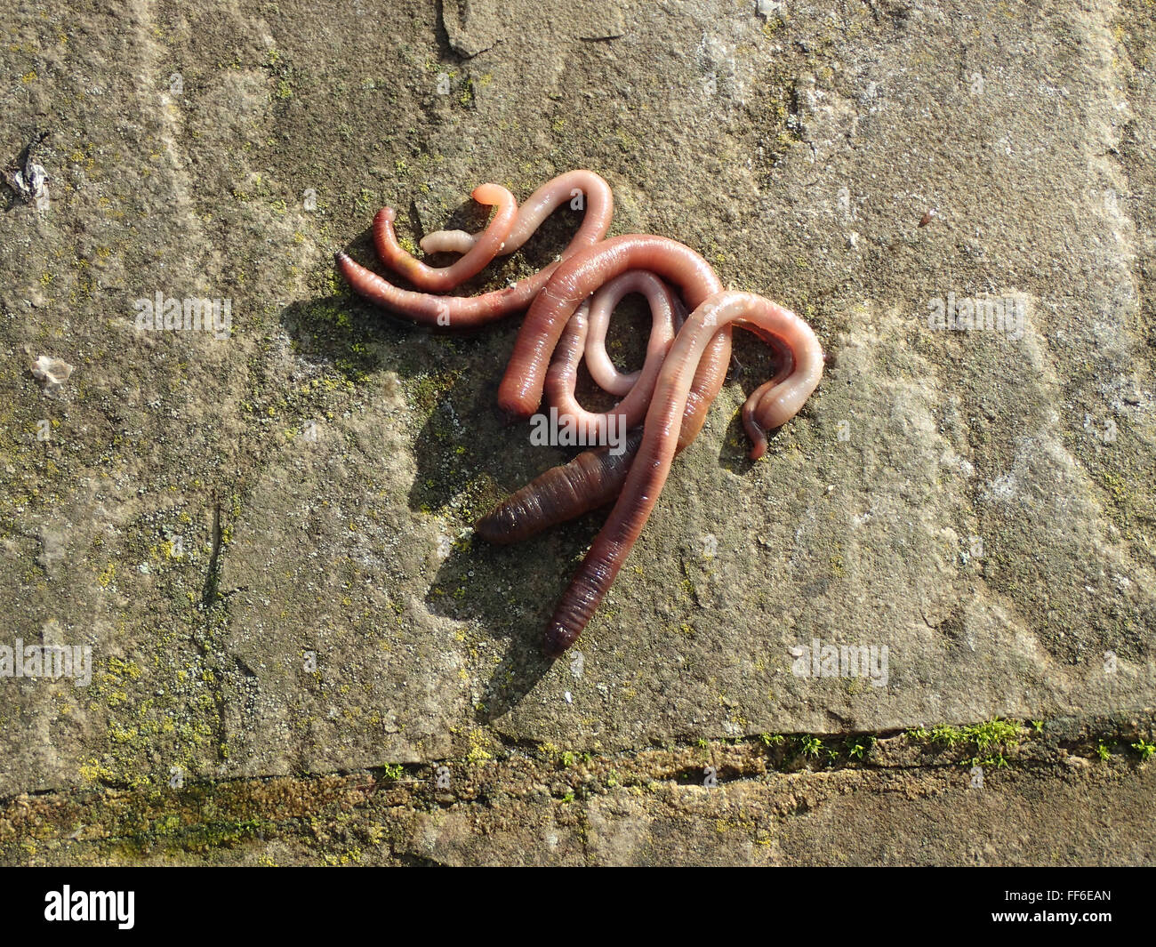 Close up of dead earthworms (Lumbricidae sp.) on a limestone paving slab following a frost Stock Photo
