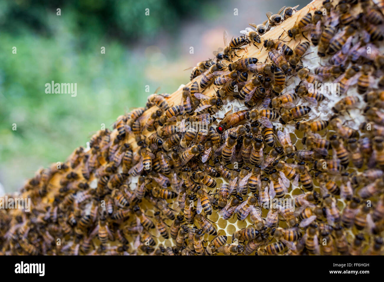 The queen bee (marked with a red dot) on a honey frame with the worker bees. Urban bee keeping, community garden project, George Downing Estate, Hackney, East London. Stock Photo