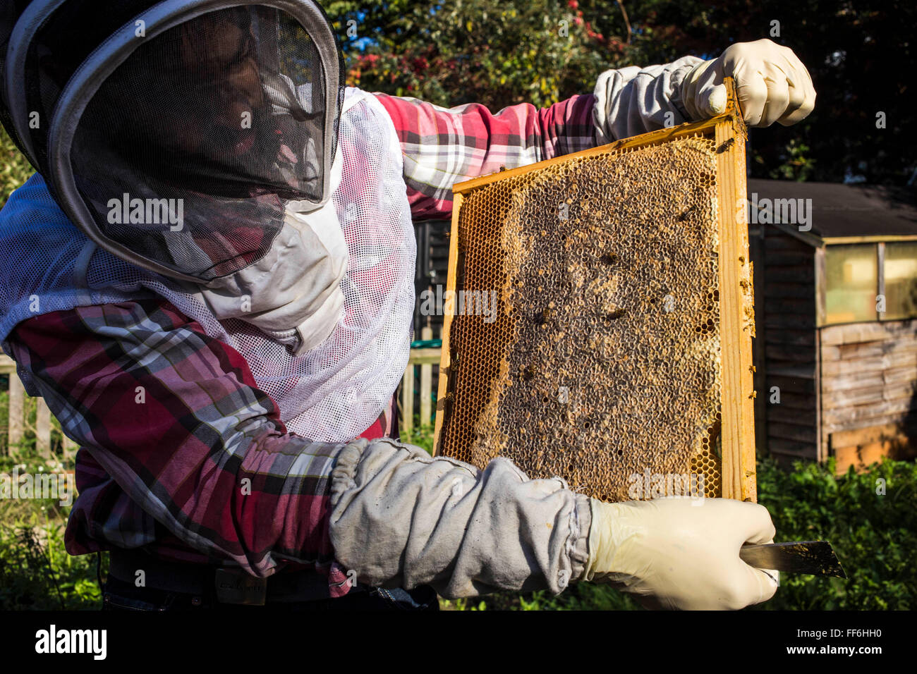 Inspecting the honey frames inside a bee hive for disease. Urban bee keeping, community garden project, George Downing Estate, Hackney, East London. Stock Photo