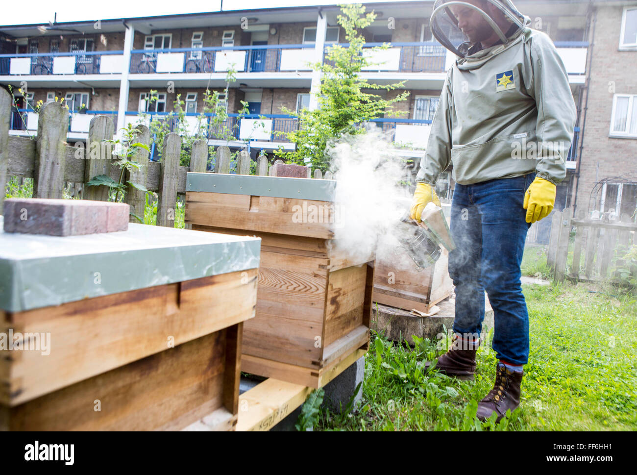 Bee keeper using a smoker to calm the bees before openng the hives. Urban bee keeping, community garden project, George Downing Estate, Hackney, East London. Stock Photo