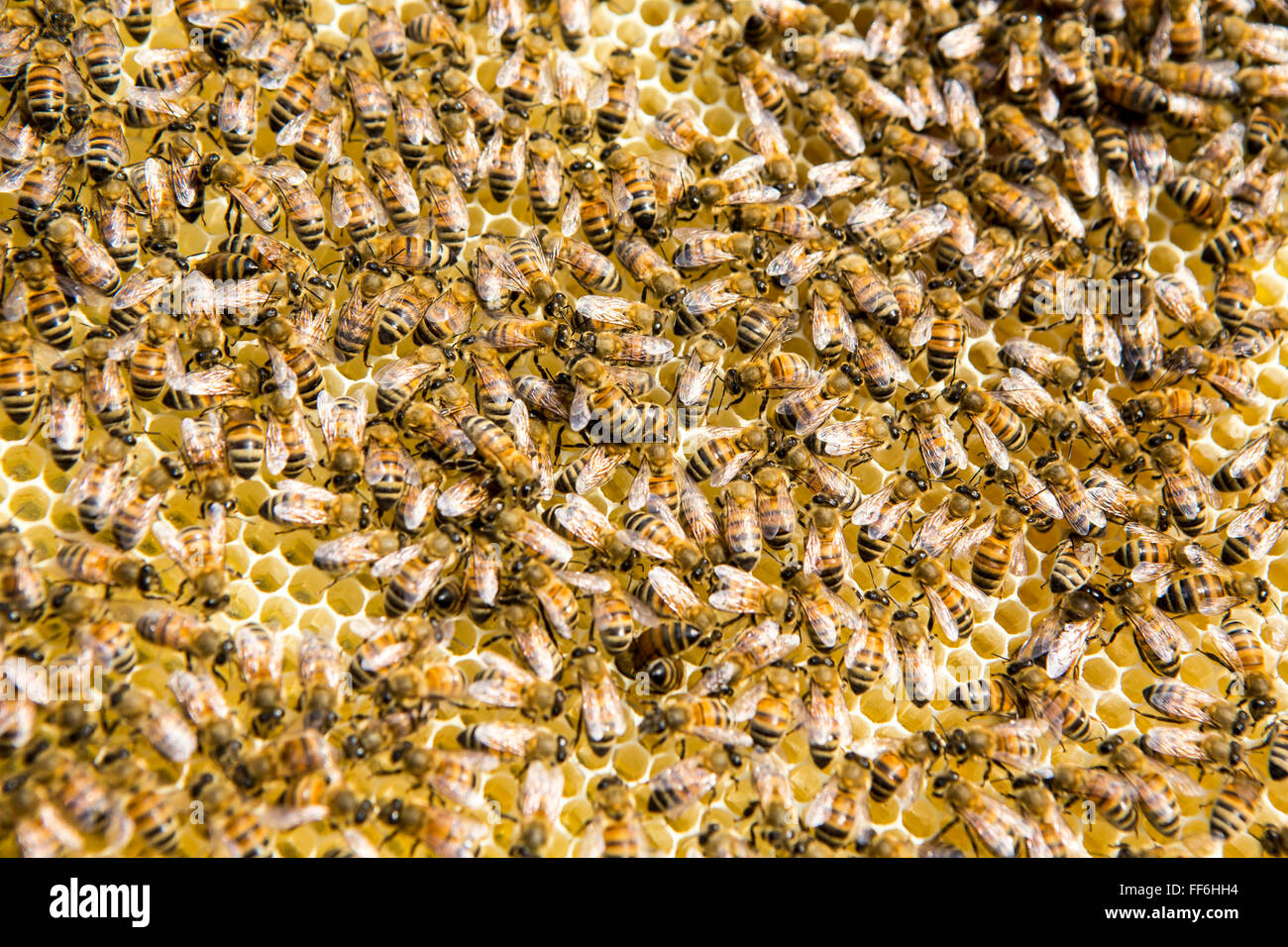 Honey bees making honey. Urban bee keeping, community garden project, George Downing Estate, Hackney, East London. Stock Photo