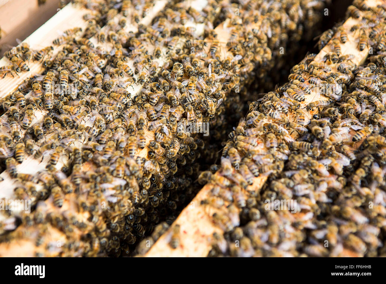 Honey frames lined up inside a bee hive. Urban bee keeping, community garden project, George Downing Estate, Hackney, East London. Stock Photo