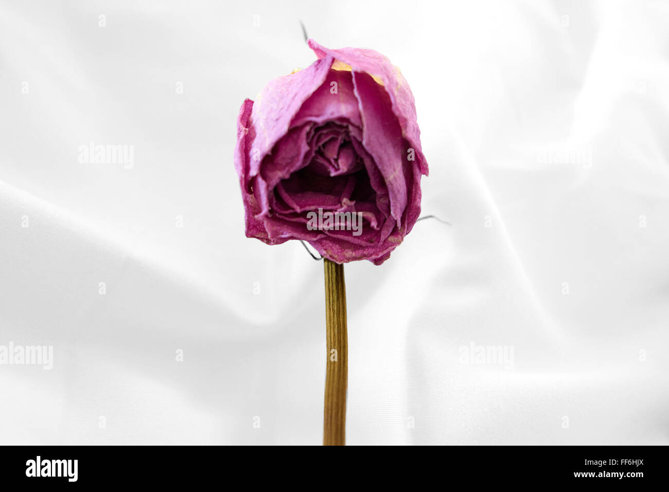 Dried purple rose. Rose isolated on white background Stock Photo - Alamy