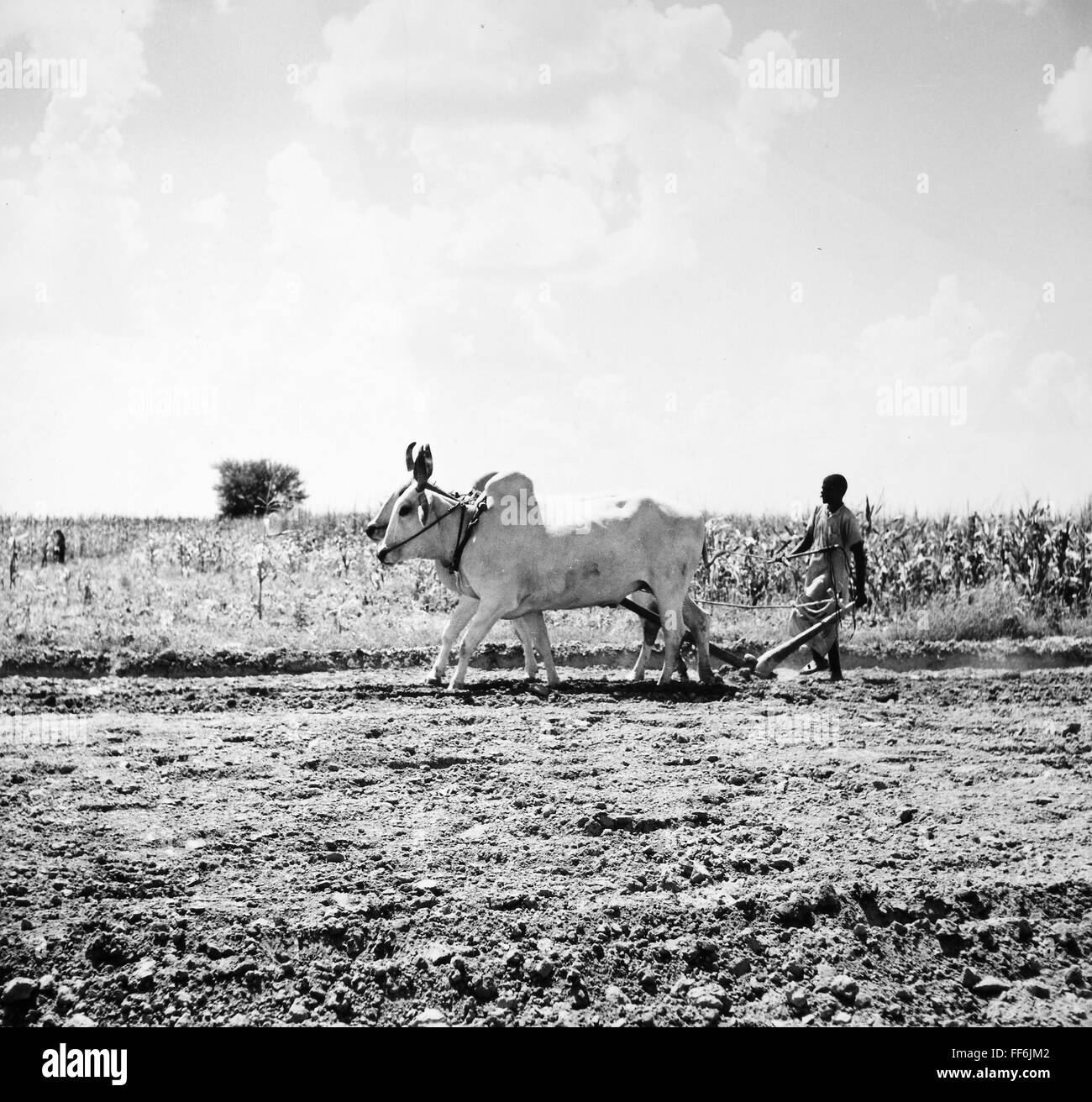 INDIA FARM 1960 nA Farmer Using The Traditional Ox drawn Wooden india-farm-1960-na-farmer-using-the-traditional-ox-drawn-wooden
