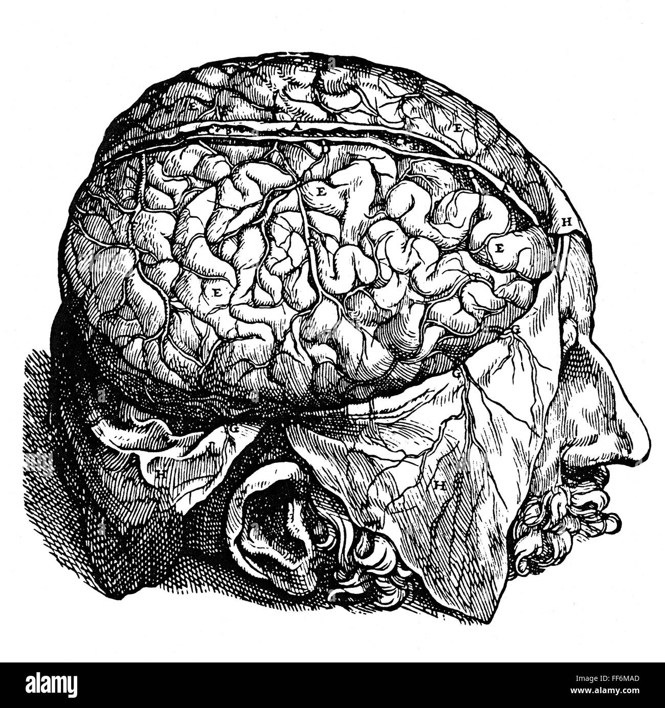 Мозги в черепной коробке. Мозг гравюра.